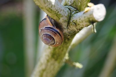 Close-up of snail on plant