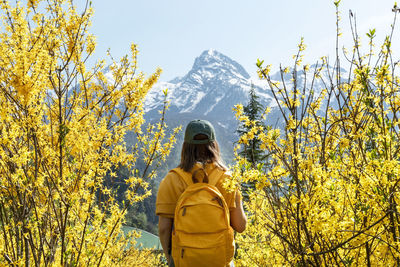 Woman with yellow backpack among flowering forsythia bushes against snowy mountain hiking in spring