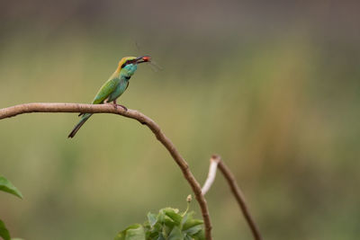 Close-up of bird perching outdoors