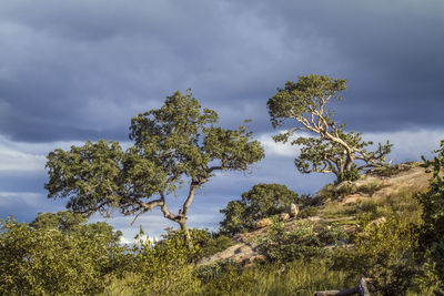 Low angle view of trees against sky