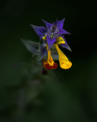 Close-up of purple flower