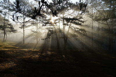 Sunlight streaming through trees in forest