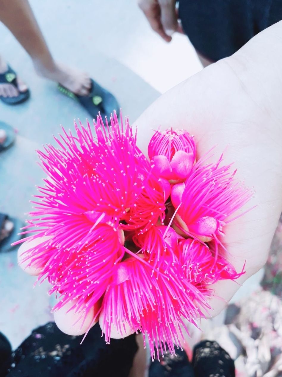 flower, flowering plant, pink color, freshness, close-up, real people, petal, plant, fragility, human hand, hand, beauty in nature, focus on foreground, vulnerability, flower head, inflorescence, holding, one person, day, lifestyles, outdoors, finger, human limb, bouquet