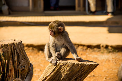 Monkey sitting on wood