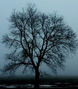 Bare trees against sky