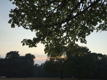 Low angle view of silhouette trees against sky at sunset