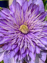 Close-up of purple flower