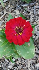 Close-up of red flowers