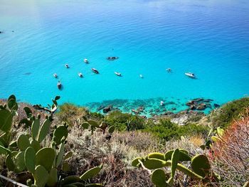 High angle view of plants on sea shore