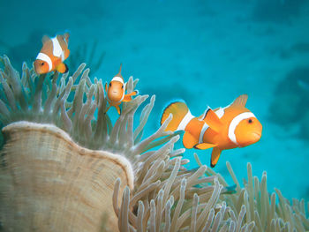 Close-up of fish swimming in sea