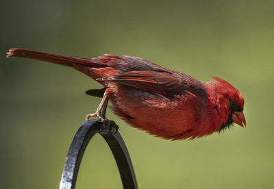 Diving off the perch