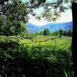 Scenic view of landscape against sky