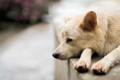 Close-up of a dog looking away