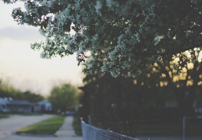 Close-up of tree against sky