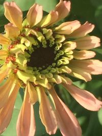 Close-up of red flowers