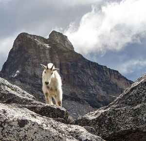 Low angle view of goat on rocky mountains against sky