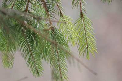 Close-up of pine tree branch