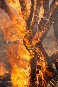 Close-up of bonfire