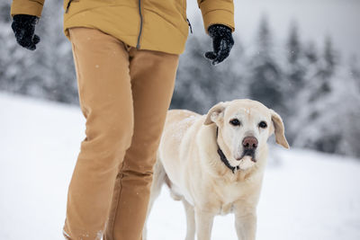 Low section of man with dogs walking on snow