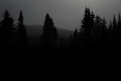 Trees in forest against sky