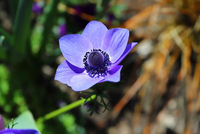 Close-up of purple flower