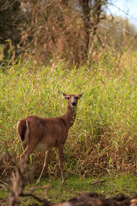 White-tailed deer odocoileus virginianus forages for clover in the wetland