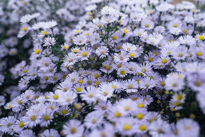 Close-up of white daisy flowers