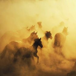 Silhouette horses running on dusty field during sunset