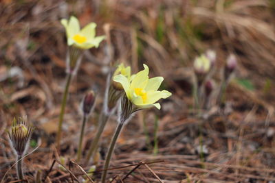 Close-up of yellow crocus flower on field