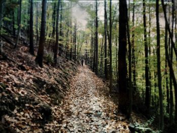 Scenic view of forest