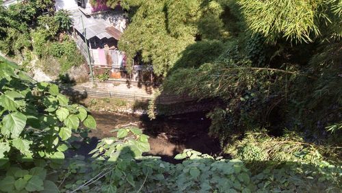 Plants and trees in park