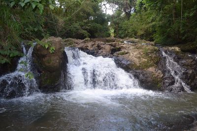 Scenic view of waterfall in forest