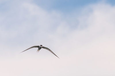 Low angle view of seagull flying in sky