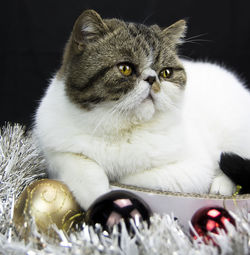 Close-up of cat sitting on christmas decoration