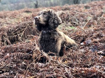 Working cocker spaniel sitting in bracken 