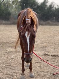 Horse standing in a field