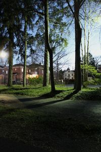 Trees growing in lawn