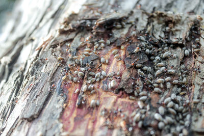 Close-up of caterpillar on wood