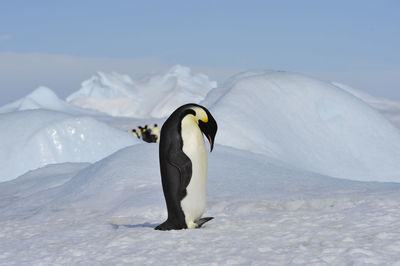 High angle view of bird on snow covered mountain