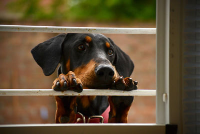 Close-up portrait of dog