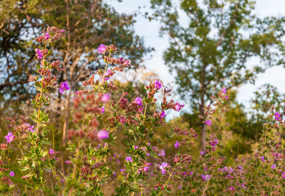 Close-up of pink flowering plants on field