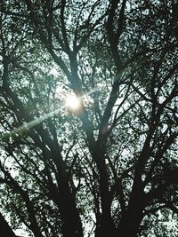 Low angle view of trees in sunlight