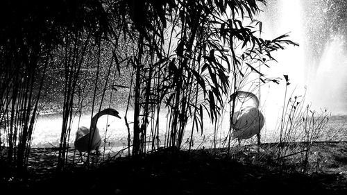 View of birds on field against sky