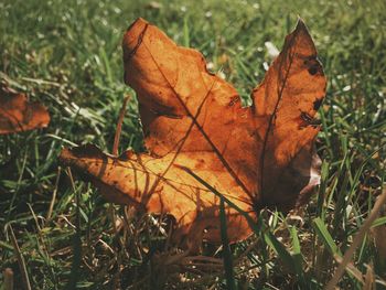 Close-up of dry maple leaf on grassy field