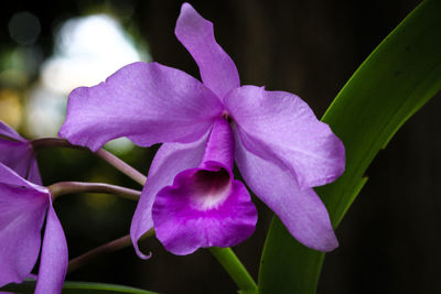 Close-up of purple iris blooming outdoors