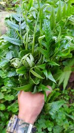 Midsection of person holding leaves