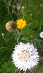 Close-up of white daisy blooming outdoors