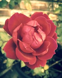 Close-up of rose blooming outdoors