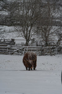 snow