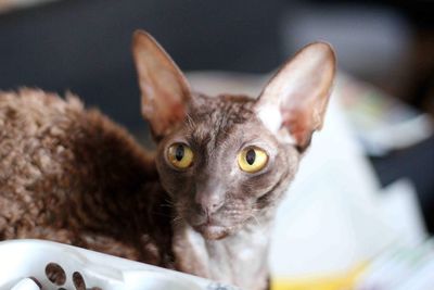 Ina the cornish rex 